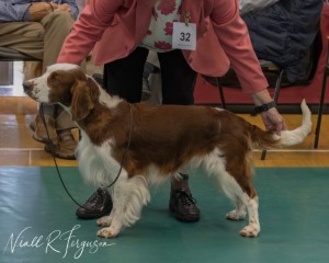  Graduate Dog